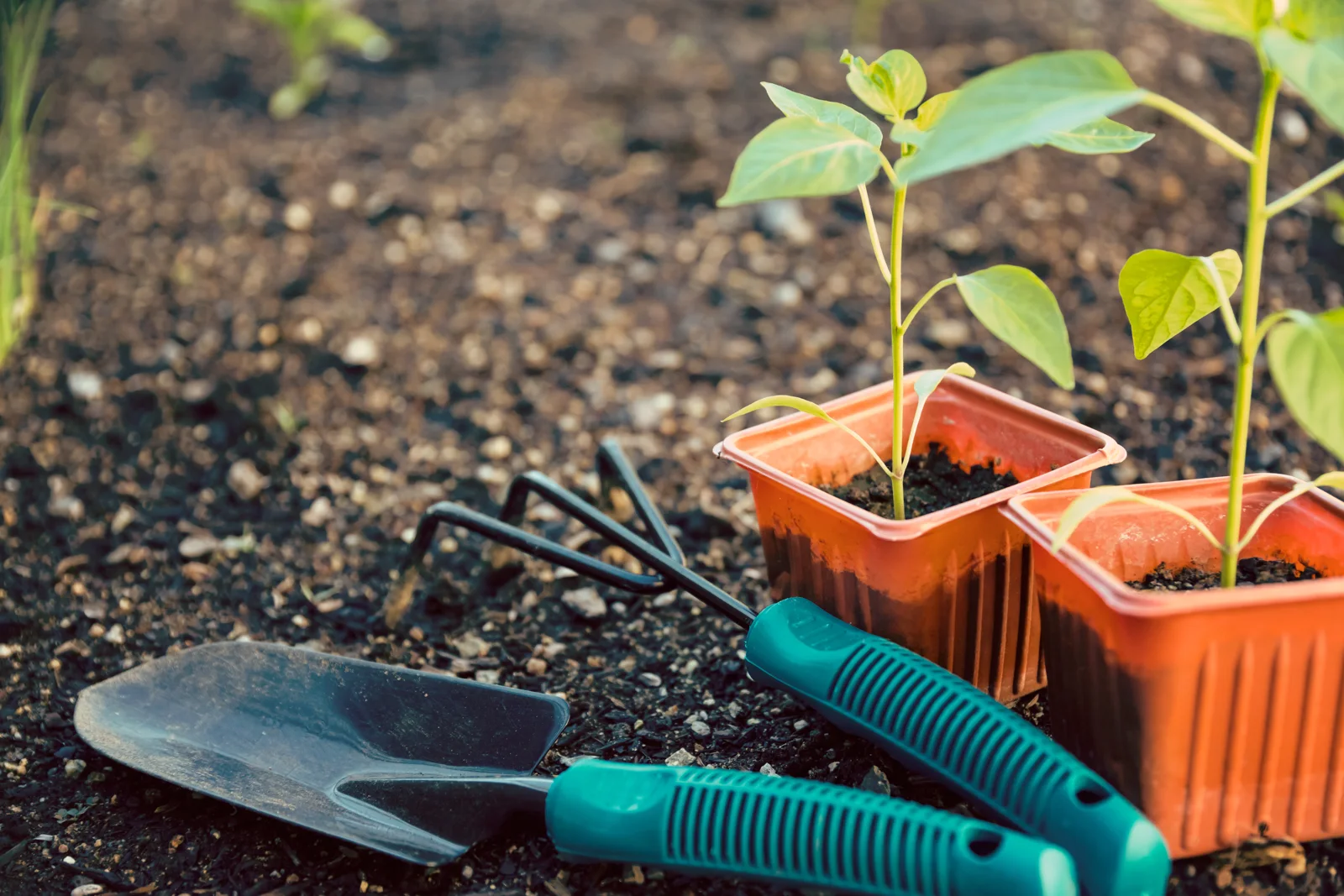 Outils et jeunes plants pour le jardinage