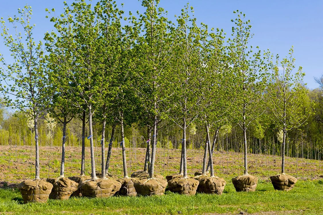 Arbres prêts pour une plantation